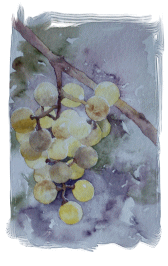 Aquarelle - Raisin (Emile Wouters) 